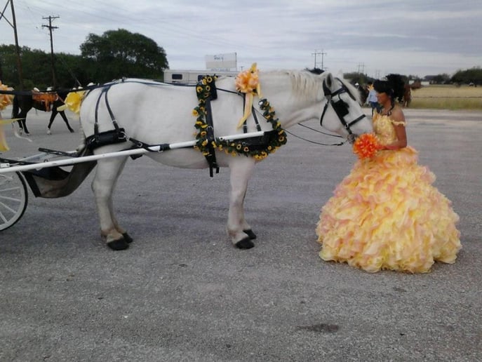 Gallery photo 12 of White Horse and Carriage Company