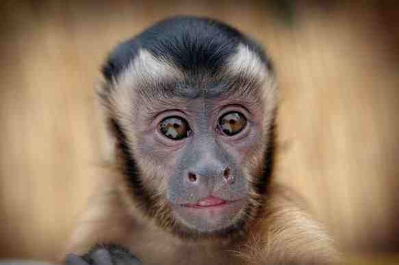 Gallery photo 6 of Wild About Monkeys!