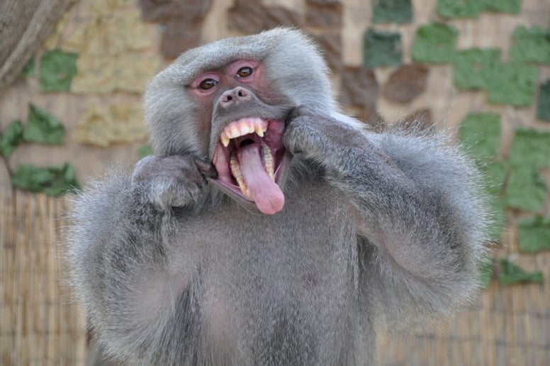 Gallery photo 9 of Wild About Monkeys!
