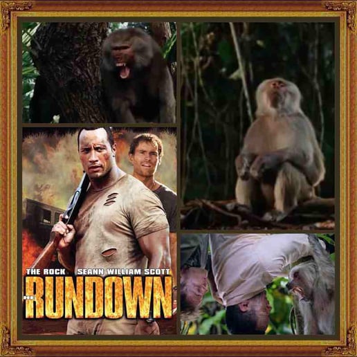 Gallery photo 10 of Wild About Monkeys!