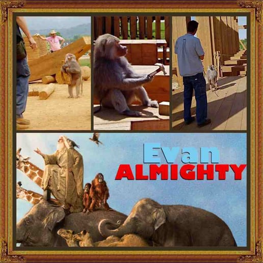 Gallery photo 12 of Wild About Monkeys!