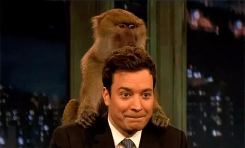 Gallery photo 16 of Wild About Monkeys!