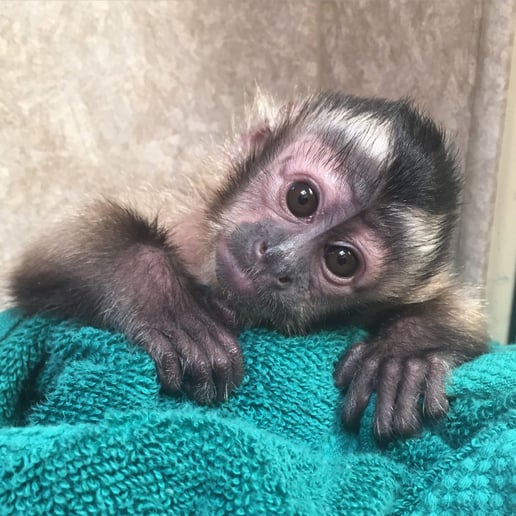 Gallery photo 1 of Wild About Monkeys!