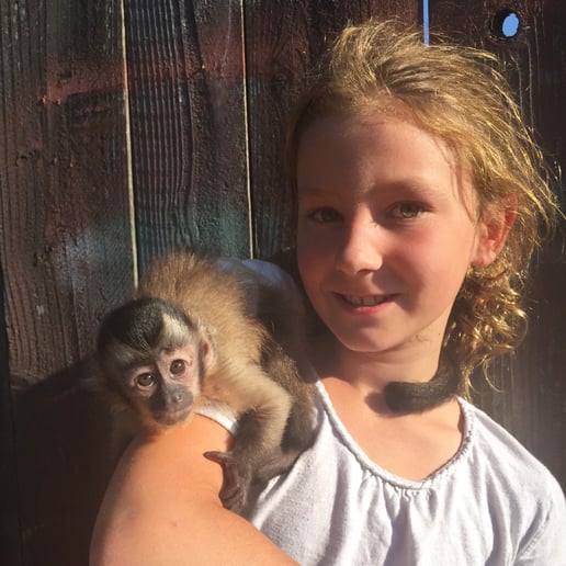 Gallery photo 2 of Wild About Monkeys!