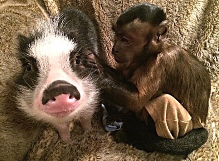 Gallery photo 19 of Wild About Monkeys!