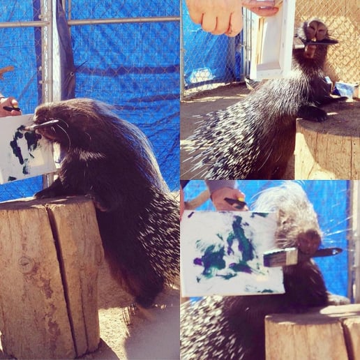Gallery photo 8 of Wildlife Adventure Time