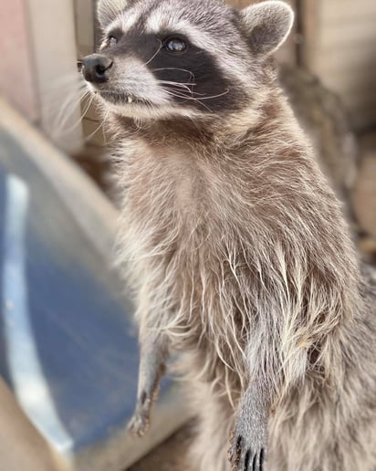Gallery photo 3 of Wildlife Adventure Time
