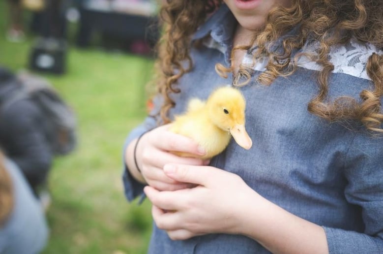 Gallery photo 1 of Wildlife Critters Mobile Petting Zoo