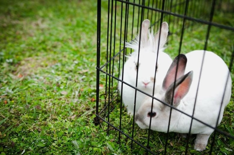 Gallery photo 2 of Wildlife Critters Mobile Petting Zoo
