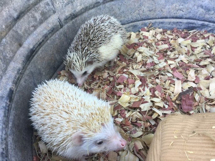 Gallery photo 5 of Wildlife Critters Mobile Petting Zoo