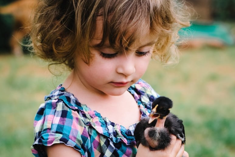 Gallery photo 6 of Wildlife Critters Mobile Petting Zoo