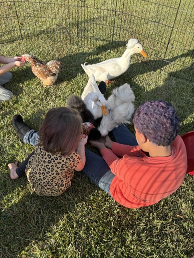 Gallery photo 7 of Wildlife Critters Mobile Petting Zoo