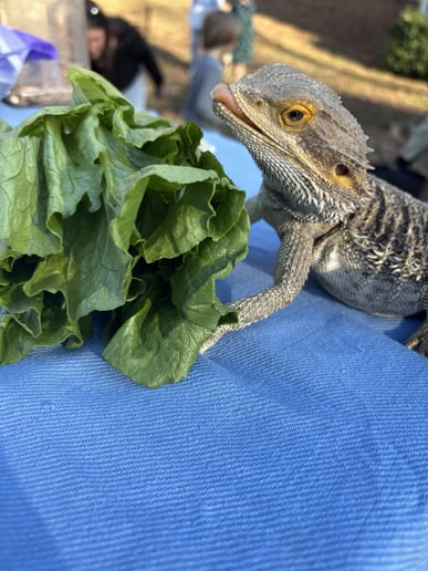Gallery photo 8 of Wildlife Critters Mobile Petting Zoo