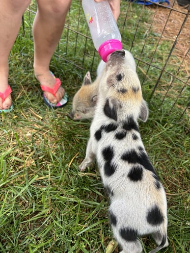 Gallery photo 9 of Wildlife Critters Mobile Petting Zoo