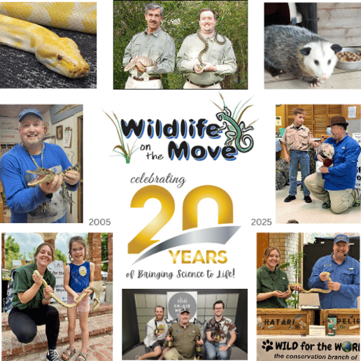 Gallery photo 6 of Wildlife On The Move