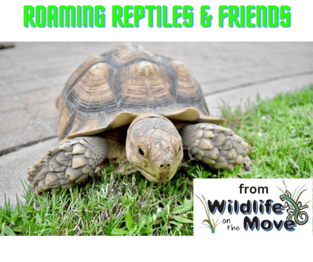 Gallery photo 17 of Wildlife On The Move