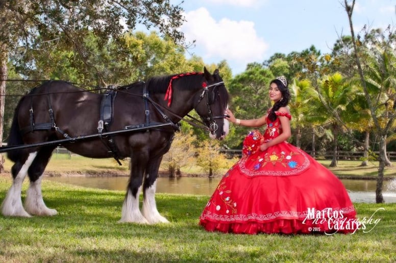 Gallery photo 7 of Wind Chase Farm Horse & Carriage