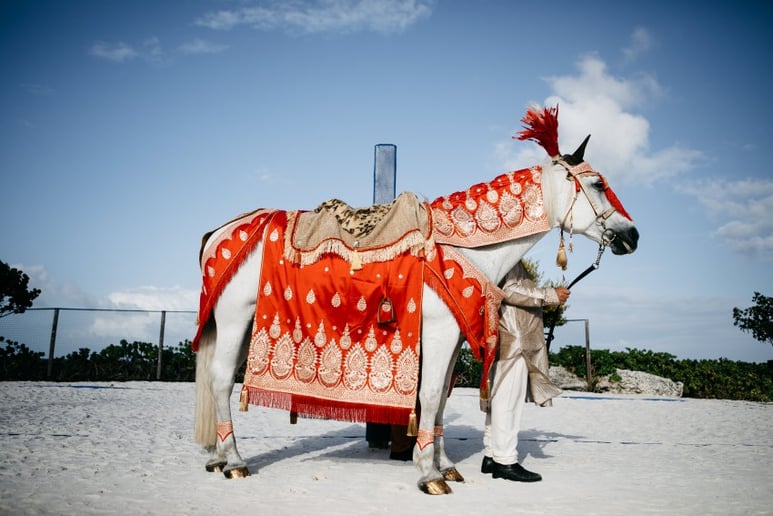 Gallery photo 5 of Wind Chase Farm Horse & Carriage