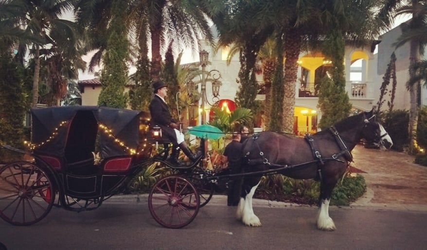 Gallery photo 10 of Wind Chase Farm Horse & Carriage