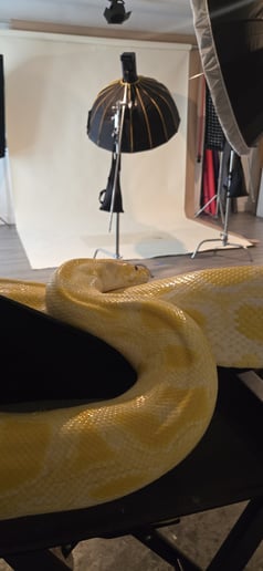 Gallery photo 2 of World of ReptiGurl LLC