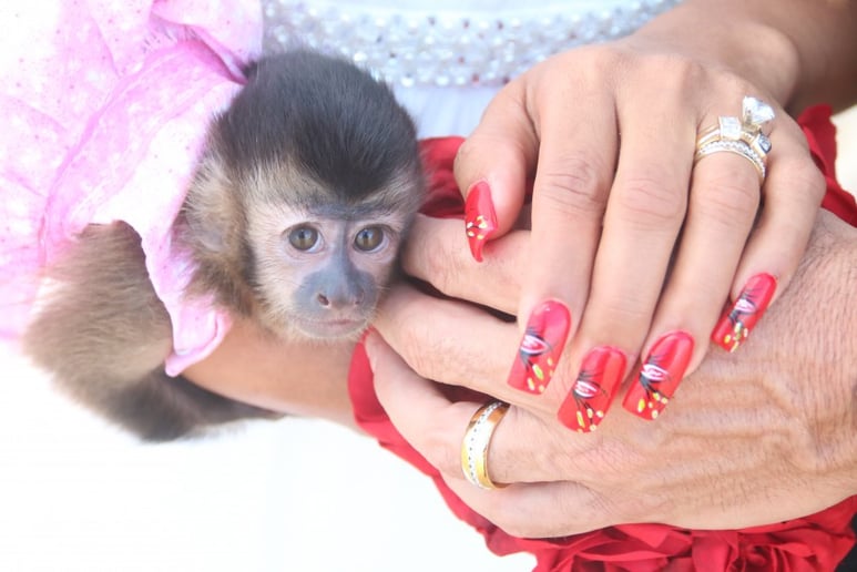 Gallery photo 12 of Exotic Animal Parties