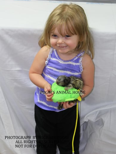 Gallery photo 16 of Exotic Animal Parties