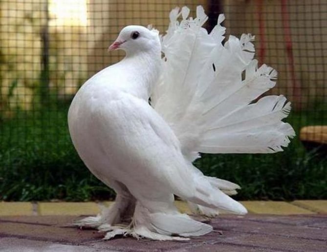 Gallery photo 51 of Exotic Animal Parties