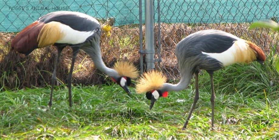 Gallery photo 34 of Exotic Animal Parties