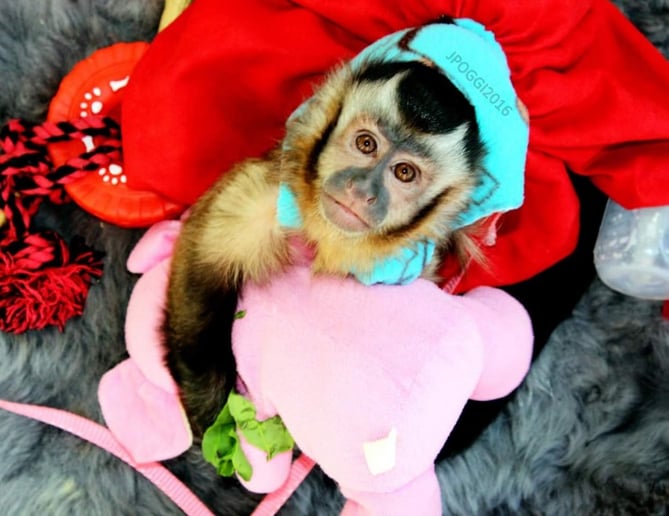 Gallery photo 24 of Exotic Animal Parties