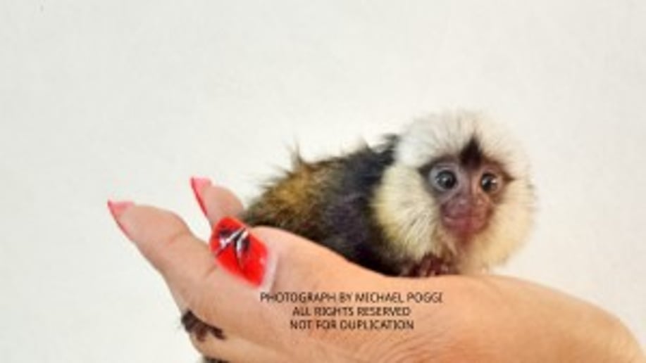 Gallery photo 27 of Exotic Animal Parties