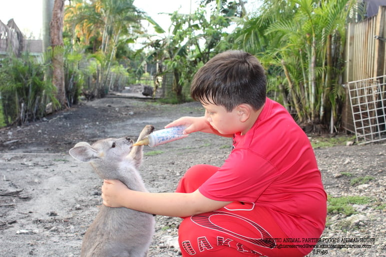 Gallery photo 30 of Exotic Animal Parties