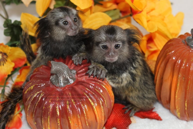 Gallery photo 31 of Exotic Animal Parties