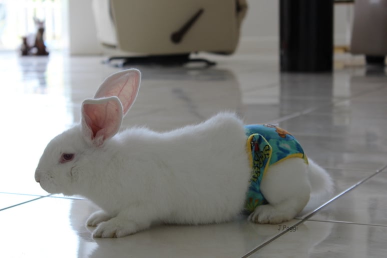 Gallery photo 32 of Exotic Animal Parties