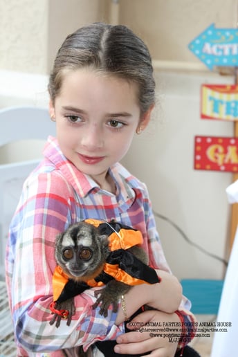 Gallery photo 40 of Exotic Animal Parties