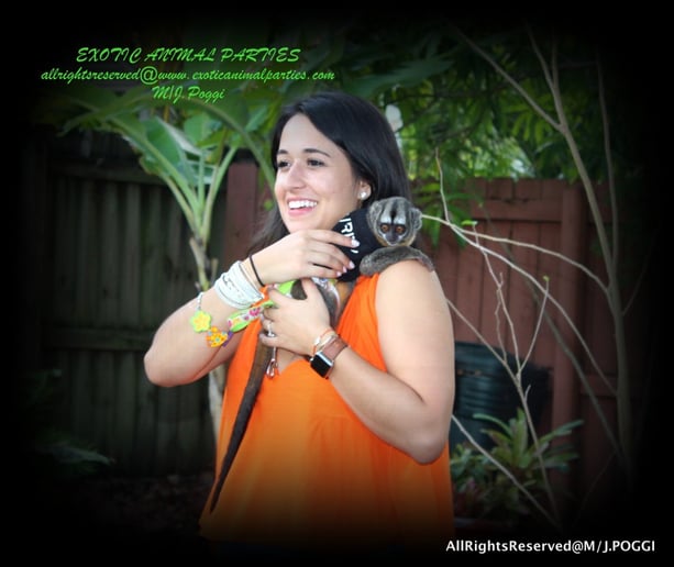 Gallery photo 43 of Exotic Animal Parties
