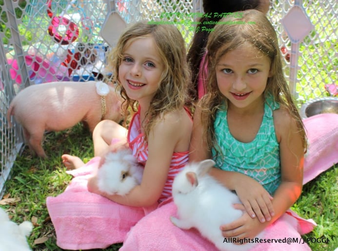 Gallery photo 44 of Exotic Animal Parties