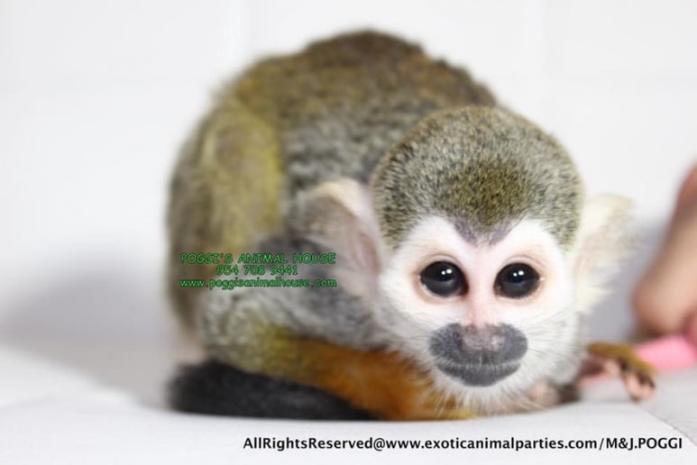 Gallery photo 11 of Exotic Animal Parties