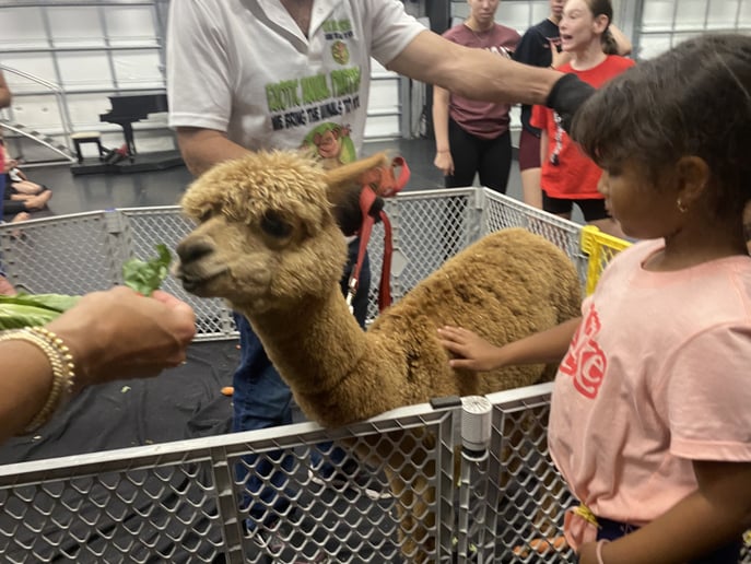Gallery photo 25 of Exotic Animal Parties
