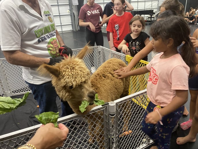 Gallery photo 33 of Exotic Animal Parties