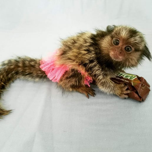 Gallery photo 9 of Exotic Animal Parties