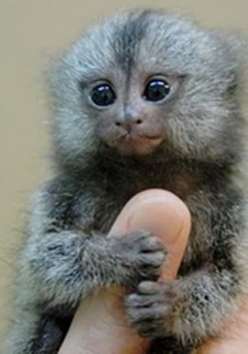 Gallery photo 19 of Exotic Animal Parties
