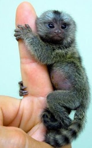 Gallery photo 7 of Exotic Animal Parties