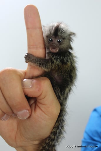 Gallery photo 8 of Exotic Animal Parties