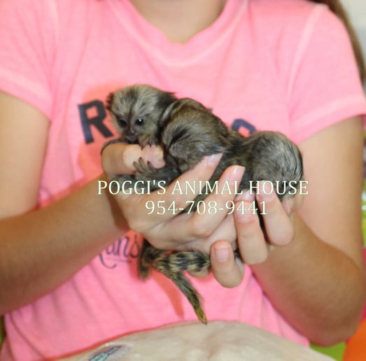 Gallery photo 18 of Exotic Animal Parties