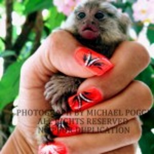 Gallery photo 23 of Exotic Animal Parties