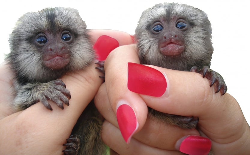 Gallery photo 3 of Exotic Animal Parties