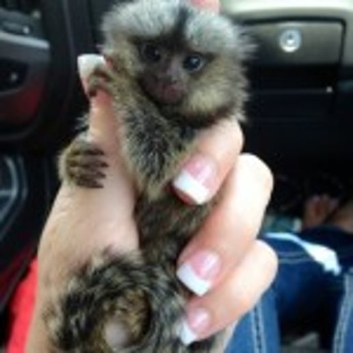 Gallery photo 17 of Exotic Animal Parties