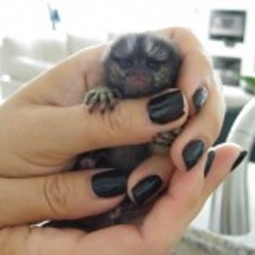 Gallery photo 1 of Exotic Animal Parties