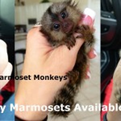 Gallery photo 4 of Exotic Animal Parties