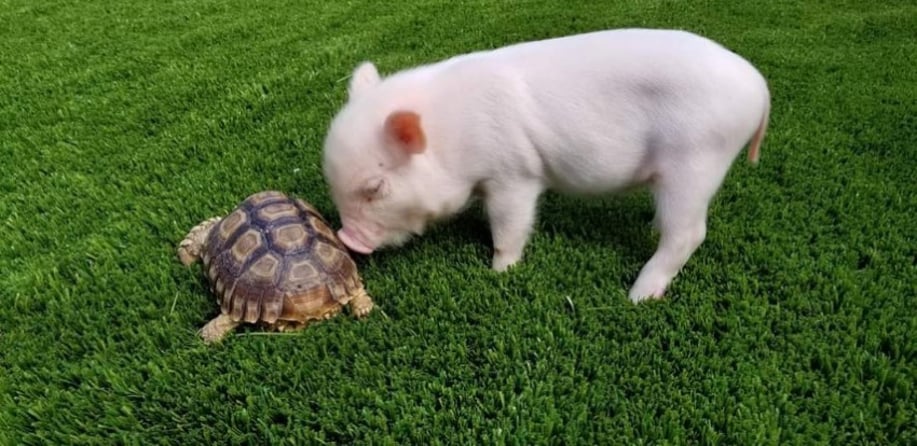 Gallery photo 6 of Exotic Animal Parties